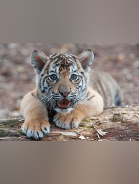 Custom Fridge Magnet Tiger Cub
